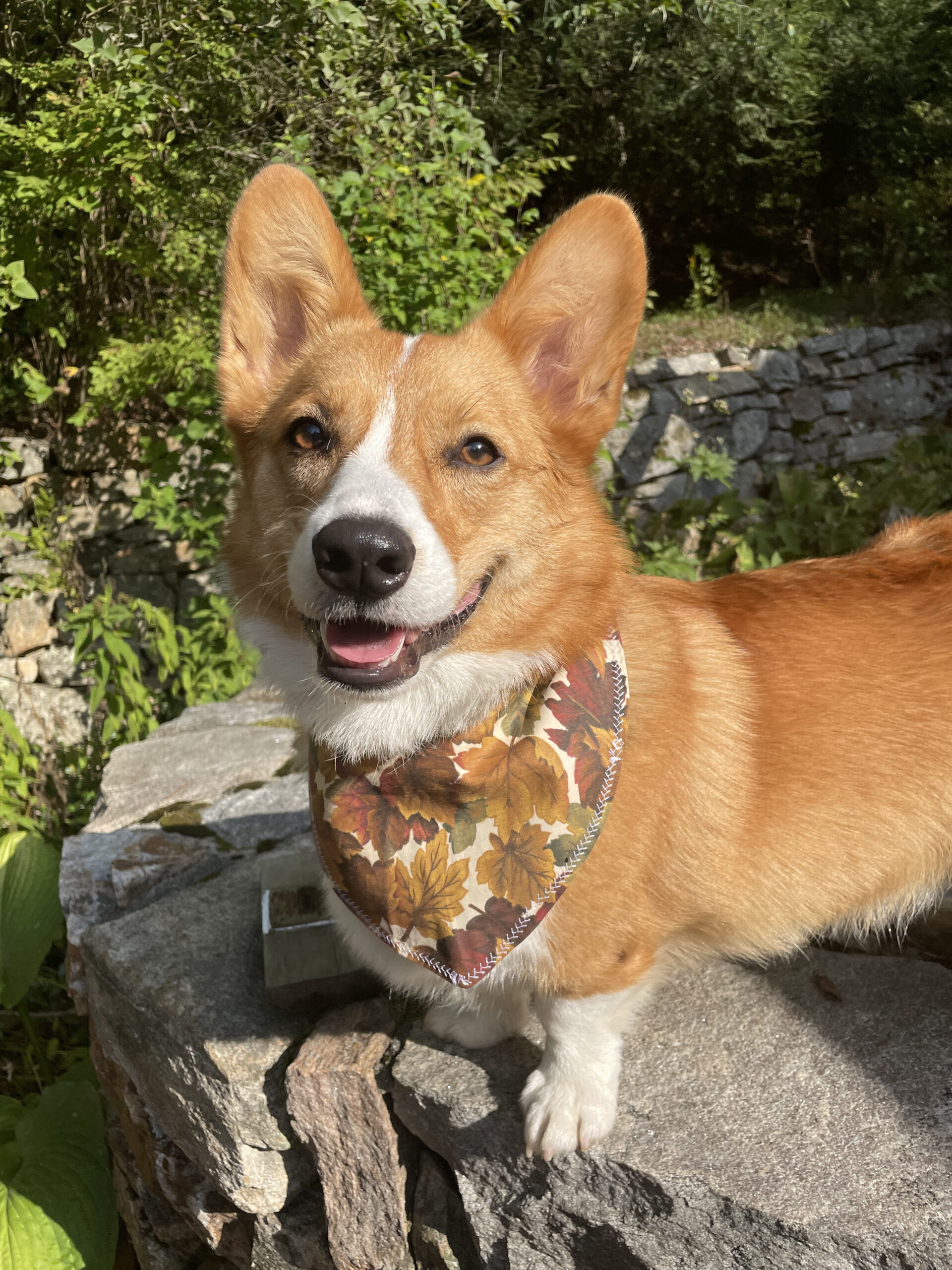 Playright Corgi Pet Puppy